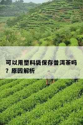 可以用塑料袋保存普洱茶吗？原因解析