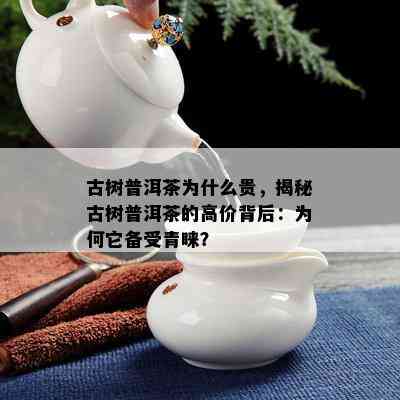 古树普洱茶为什么贵，揭秘古树普洱茶的高价背后：为何它备受青睐？