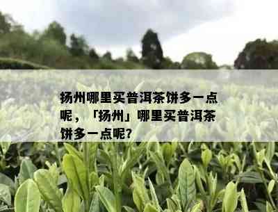 扬州哪里买普洱茶饼多一点呢，「扬州」哪里买普洱茶饼多一点呢？