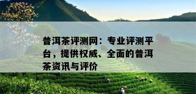 普洱茶评测网：专业评测平台，提供权威、全面的普洱茶资讯与评价