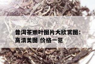 普洱茶嫩叶图片大欣赏图：高清美图 价格一览