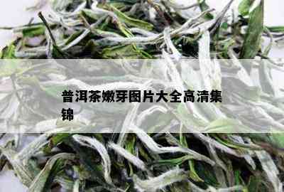 普洱茶嫩芽图片大全高清集锦