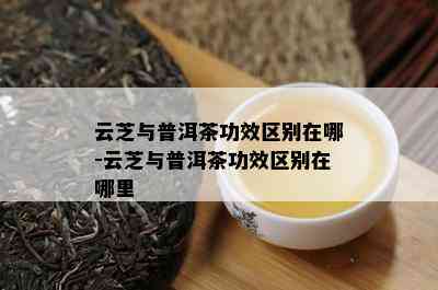 云芝与普洱茶功效区别在哪-云芝与普洱茶功效区别在哪里