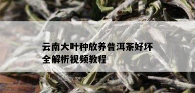 云南大叶种放养普洱茶好坏全解析视频教程