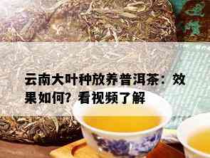 云南大叶种放养普洱茶：效果如何？看视频了解