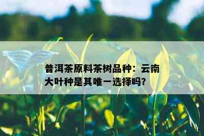 普洱茶原料茶树品种：云南大叶种是其唯一选择吗？