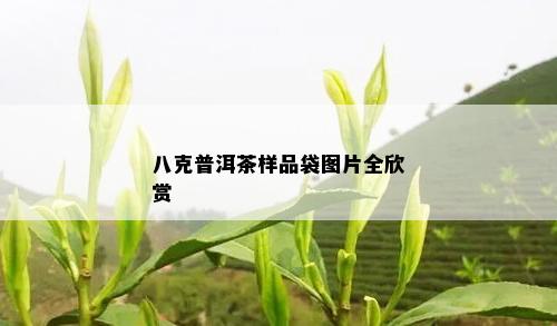 八克普洱茶样品袋图片全欣赏