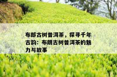 布郎古树普洱茶，探寻千年古韵：布朗古树普洱茶的魅力与故事