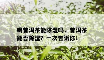 喝普洱茶能除湿吗，普洱茶能否除湿？一次告诉你！