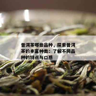 普洱茶哪些品种，探索普洱茶的丰富种类：了解不同品种的特点与口感