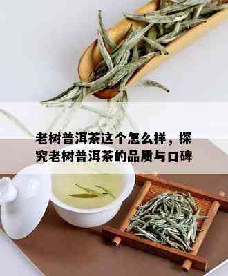 老树普洱茶这个怎么样，探究老树普洱茶的品质与口碑