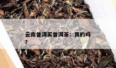 云南普洱买普洱茶：真的吗？