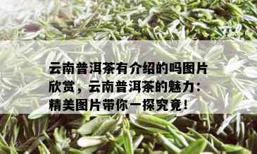 云南普洱茶有介绍的吗图片欣赏，云南普洱茶的魅力：精美图片带你一探究竟！