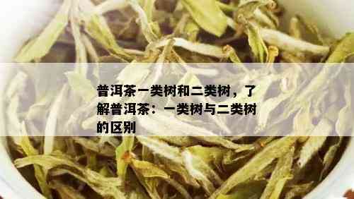 普洱茶一类树和二类树，了解普洱茶：一类树与二类树的区别