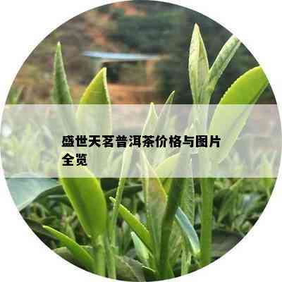 盛世天茗普洱茶价格与图片全览