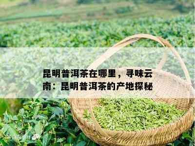 昆明普洱茶在哪里，寻味云南：昆明普洱茶的产地探秘