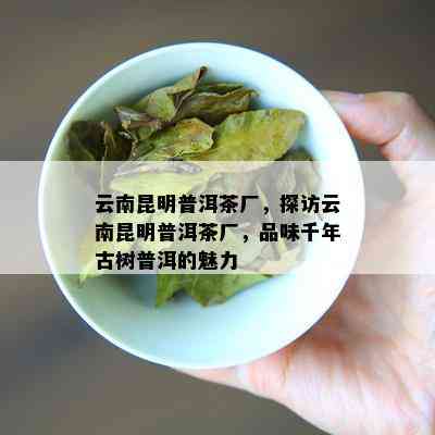 云南昆明普洱茶厂，探访云南昆明普洱茶厂，品味千年古树普洱的魅力