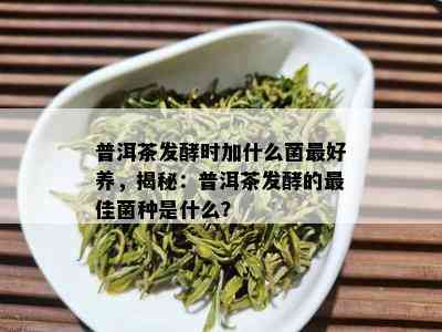 普洱茶发酵时加什么菌更好养，揭秘：普洱茶发酵的更佳菌种是什么？