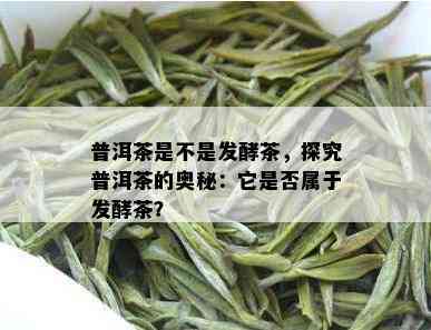 普洱茶是不是发酵茶，探究普洱茶的奥秘：它是否属于发酵茶？