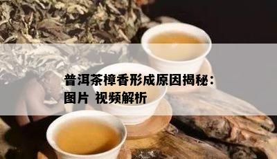 普洱茶樟香形成原因揭秘：图片 视频解析