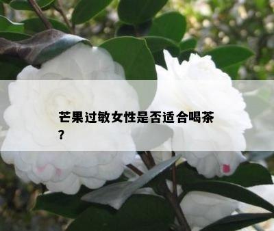 芒果过敏女性是否适合喝茶？