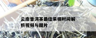 云南普洱茶更佳采摘时间解析视频与图片