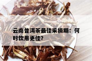 云南普洱茶更佳采摘期：何时饮用更佳？