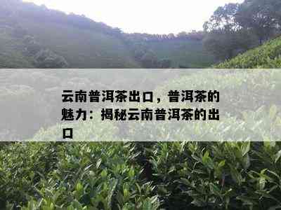 云南普洱茶出口，普洱茶的魅力：揭秘云南普洱茶的出口