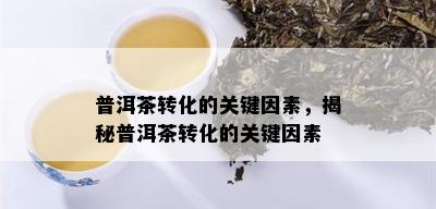 普洱茶转化的关键因素，揭秘普洱茶转化的关键因素