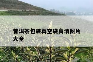 普洱茶包装真空袋高清图片大全