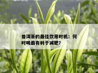 普洱茶的更佳饮用时机：何时喝最有利于减肥？