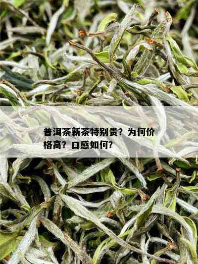 普洱茶新茶特别贵？为何价格高？口感如何？