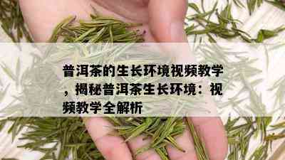 普洱茶的生长环境视频教学，揭秘普洱茶生长环境：视频教学全解析