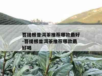 菩提根普洱茶推荐哪款更好-菩提根普洱茶推荐哪款更好喝