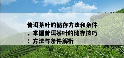 普洱茶叶的储存方法和条件，掌握普洱茶叶的储存技巧：方法与条件解析