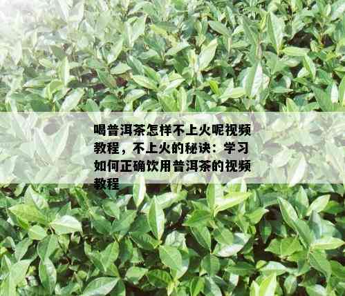 喝普洱茶怎样不上火呢视频教程，不上火的秘诀：学习如何正确饮用普洱茶的视频教程