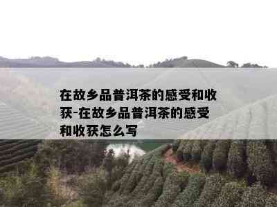 在故乡品普洱茶的感受和收获-在故乡品普洱茶的感受和收获怎么写