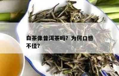 白茶像普洱茶吗？为何口感不佳？