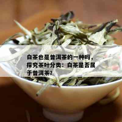 白茶也是普洱茶的一种吗，探究茶叶分类：白茶是否属于普洱茶？