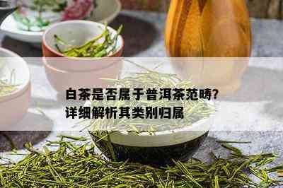 白茶是否属于普洱茶范畴？详细解析其类别归属