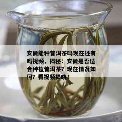 安徽能种普洱茶吗现在还有吗视频，揭秘：安徽是否适合种植普洱茶？现在情况如何？看视频揭晓！