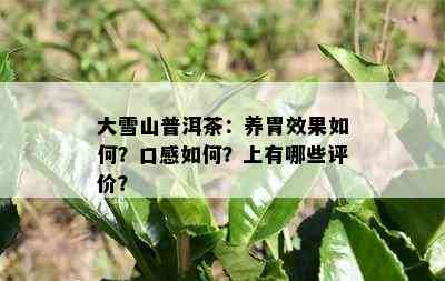 大雪山普洱茶：养胃效果如何？口感如何？上有哪些评价？