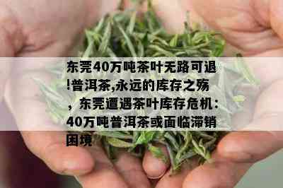 东莞40万吨茶叶无路可退!普洱茶,永远的库存之殇，东莞遭遇茶叶库存危机：40万吨普洱茶或面临滞销困境