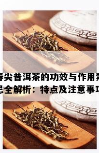 春尖普洱茶的功效与作用禁忌全解析：特点及注意事项