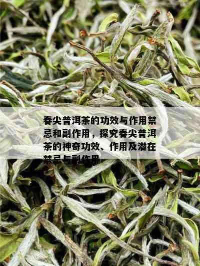 春尖普洱茶的功效与作用禁忌和副作用，探究春尖普洱茶的神奇功效、作用及潜在禁忌与副作用