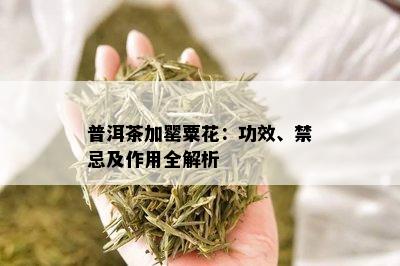 普洱茶加罂粟花：功效、禁忌及作用全解析