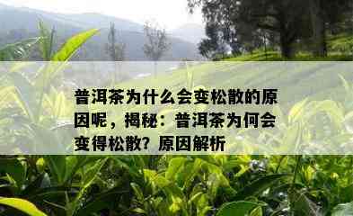 普洱茶为什么会变松散的原因呢，揭秘：普洱茶为何会变得松散？原因解析