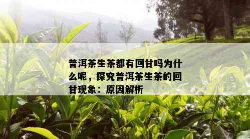 普洱茶生茶都有回甘吗为什么呢，探究普洱茶生茶的回甘现象：原因解析