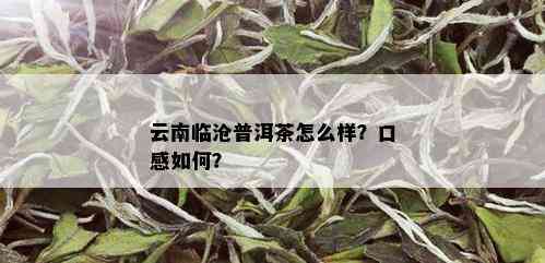 云南临沧普洱茶怎么样？口感如何？