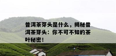 普洱茶芽头是什么，揭秘普洱茶芽头：你不可不知的茶叶秘密！